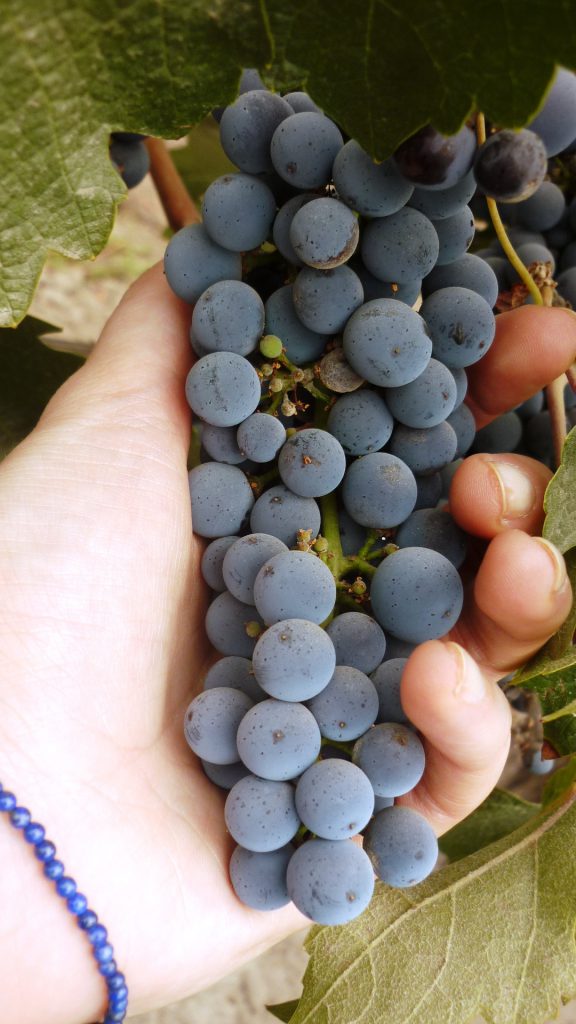 Cabernet Sauvignon kiść winogron na krzewie w winnicy